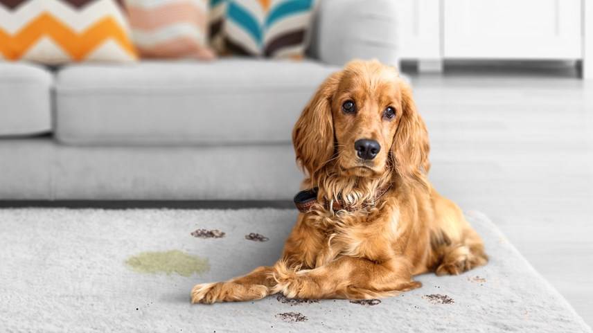 How to remove pet stains from carpet